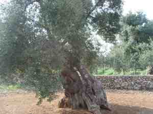 albero