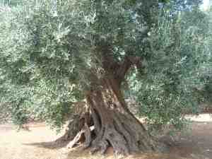 albero