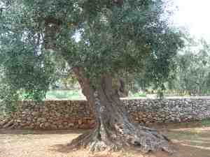 albero