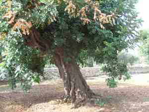 albero