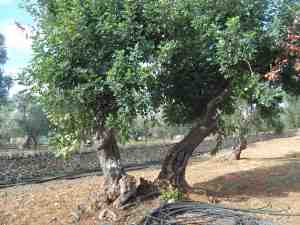 albero