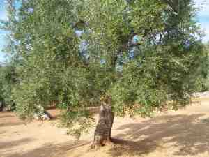 albero