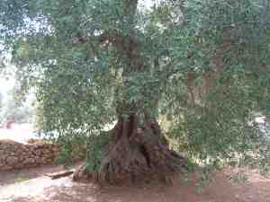 albero