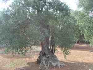 albero