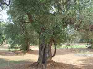 albero