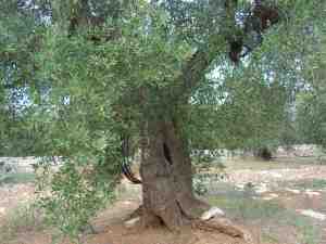 albero