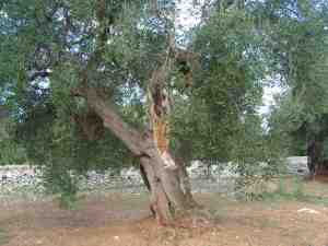 albero
