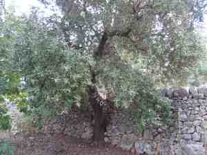 albero