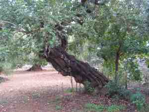 albero