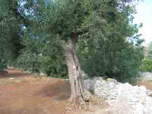 albero