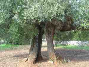albero