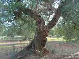 albero