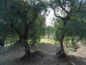 albero