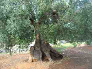 albero