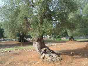 albero