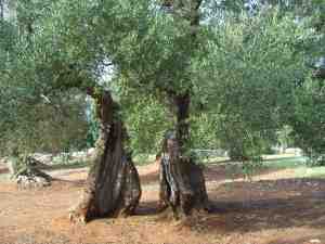 albero