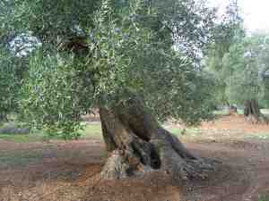 albero
