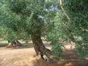 albero