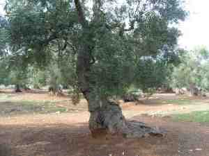 albero