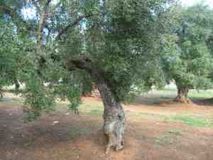 albero