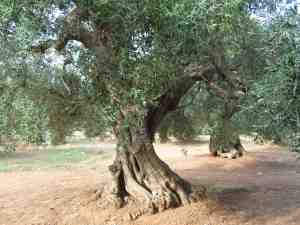 albero