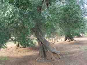 albero