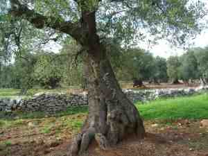 albero