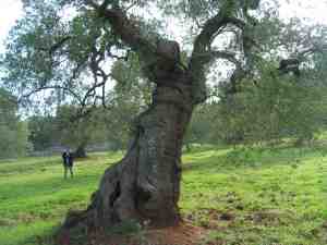 albero