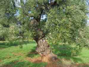 albero