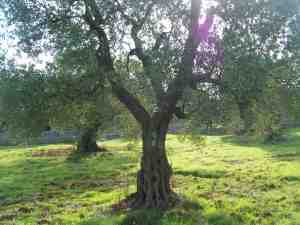 albero