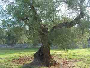 albero