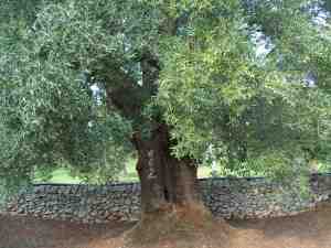 albero