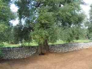 albero