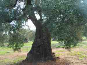 albero