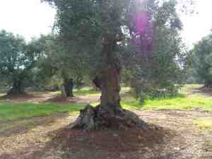 albero