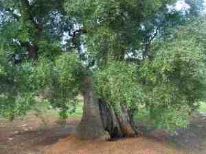 albero