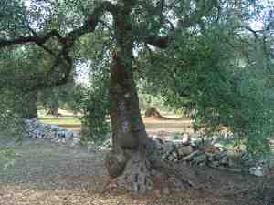 albero