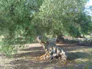 albero
