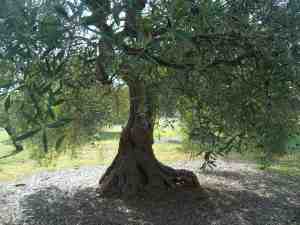 albero
