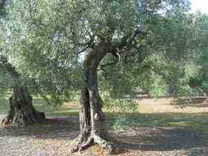 albero