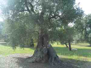 albero