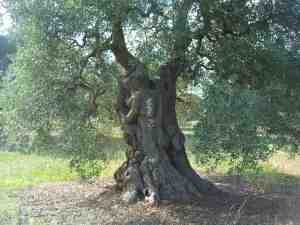 albero