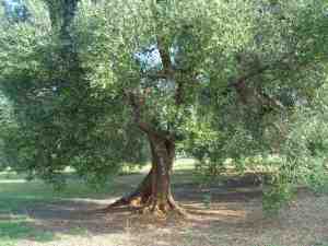 albero