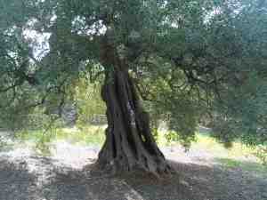 albero