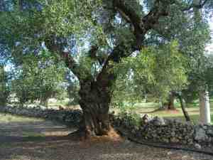 albero