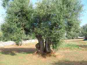 albero