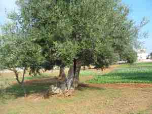 albero