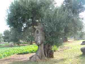 albero