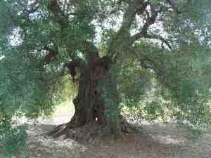 albero