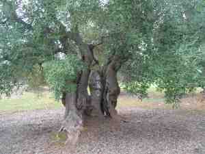 albero